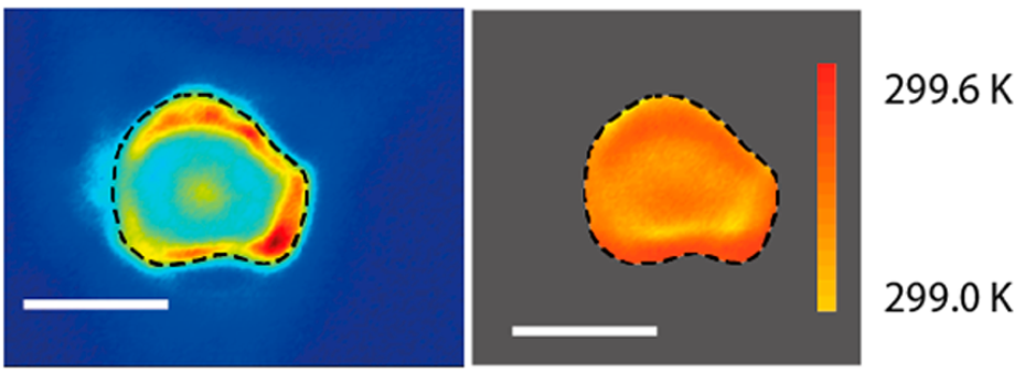 111acsnano_cells.png