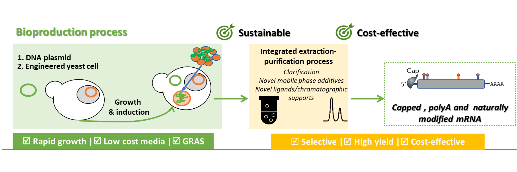 bioproduction_process.png
