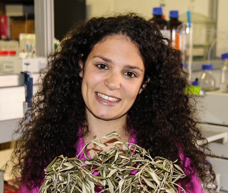 Método de extração sustentável de ácido oleanólico a partir de folhas de oliveira Image Método de extração sustentável de ácido oleanólico a partir de folhas de oliveira
